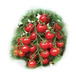 TY����Ʈ�縶