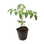 �����̴�