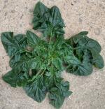 ������÷���